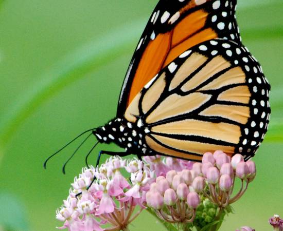 usfws-monarch-butterfly-swamp-milkweed-large.jpeg